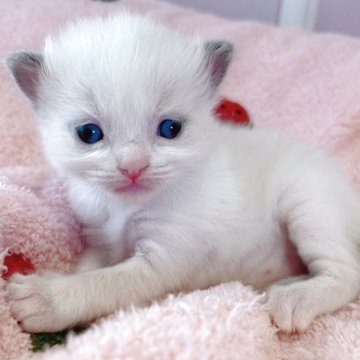 ラグドール【広島県・女の子・2025年12月1日・ブルーポイントバイカラー】の写真「成長が楽しみです♪」