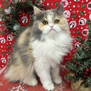 フォールデックス【広島県・女の子・2025年3月1日・ダイリュートキャリコ】の写真「きゅるるんおめめのパステルちゃん♪」