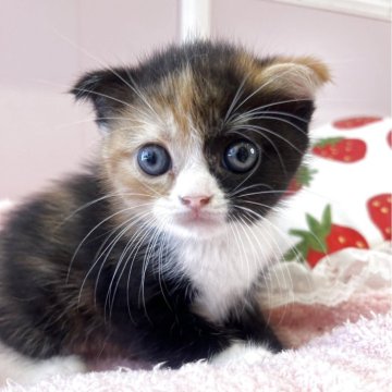 スコティッシュフォールド(立ち耳)【広島県・女の子・2025年3月5日・キャリコ】の写真「人気のキャリコ☆」