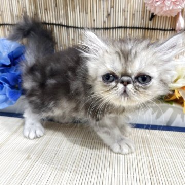 ペルシャ【広島県・女の子・2025年5月11日・シルバータビー】の写真「超ぺちゃ顔たれめちゃん♪」