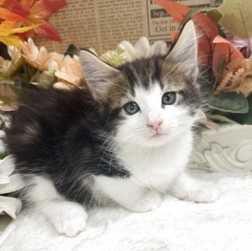 ノルウェージャンフォレストキャット【広島県・男の子・2025年9月9日・ブラウンタビー&ホワイト】の写真「いつも可愛く性格の良いあおのりべび♪」