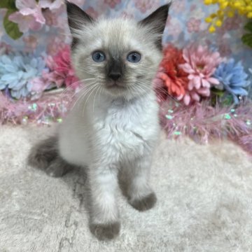 ラグドール【広島県・女の子・2025年2月23日・シールポイント】の写真「おめめくりくりで可愛い子☆」