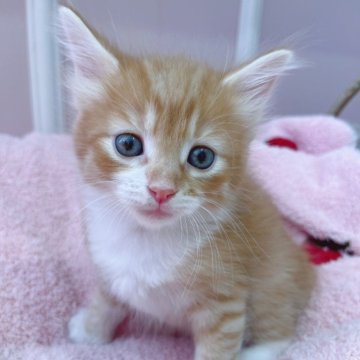 ノルウェージャンフォレストキャット【広島県・男の子・2025年9月9日・ブラウンタビー&ホワイト】の写真「いつも可愛く性格の良いあおのりべび♪」