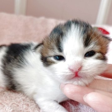 ラガマフィン【広島県・男の子・2025年11月16日・ブラウンタビー&ホワイト】の写真「初ラガマフィンベビ♪成長が楽しみです♪」