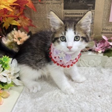 ノルウェージャンフォレストキャット【広島県・女の子・2025年9月9日・ブラウンタビー&ホワイト】の写真「ｻﾞ　女の子の可愛いお顔☆」