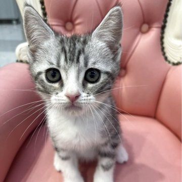 スコティッシュフォールド(立ち耳)【広島県・男の子・2025年3月5日・シルバータビー&ホワイト】の写真「いつも懐こく可愛いマドンナベビ♪」