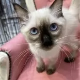 ラグドール【広島県・男の子・2024年12月31日・シールポイント】の写真1