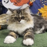 エキゾチックロングヘア