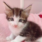 ノルウェージャンフォレストキャット