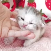 スコティッシュフォールド(折れ耳)