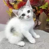 スコティッシュフォールド(立ち耳)