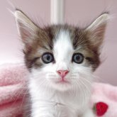 ノルウェージャンフォレストキャット