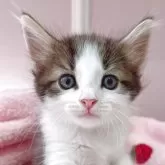 ノルウェージャンフォレストキャット