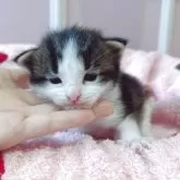 ノルウェージャンフォレストキャット