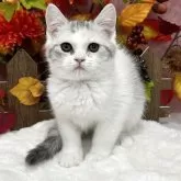 スコティッシュフォールド(立ち耳)