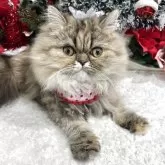 エキゾチックロングヘア