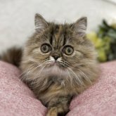 エキゾチックロングヘア