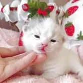 スコティッシュフォールド(折れ耳)