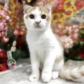 スコティッシュフォールド(折れ耳)