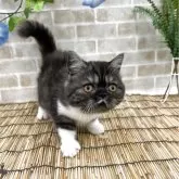 ミヌエット(長足)