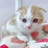 スコティッシュフォールド(折れ耳)