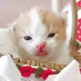 スコティッシュフォールド(折れ耳)