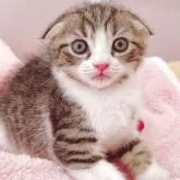 スコティッシュフォールド(折れ耳)