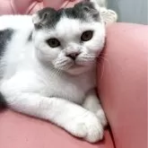 スコティッシュフォールド(折れ耳)