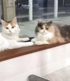 フォールデックス【広島県・女の子・2025年3月1日・ダイリュートキャリコ】の写真2「窓辺でのんびり」