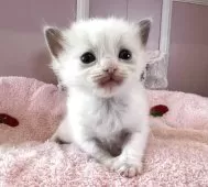 ラグドール【広島県・女の子・2025年5月9日・ブルーポントバイカラー】の写真2