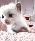 ラグドール【広島県・女の子・2025年5月9日・ブルーポントバイカラー】の写真3