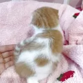 スコティッシュフォールド(折れ耳)【広島県・男の子・2025年9月1日・レッドタビー&ホワイト】の写真4