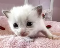 ラグドール【広島県・女の子・2025年5月9日・ブルーポントバイカラー】の写真5