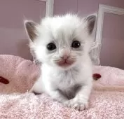 ラグドール【広島県・女の子・2025年5月9日・ブルーポントバイカラー】の写真7