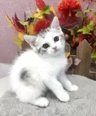 スコティッシュフォールド(立ち耳)【広島県・女の子・2025年9月1日・ブルーパッチドタビー&ホワイト】の写真8