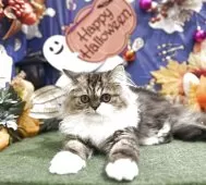 エキゾチックロングヘア【広島県・男の子・2025年6月8日・ブラウンタビー&ホワイト】の写真9