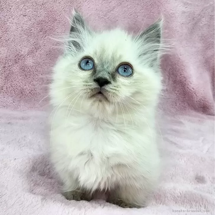 ID:2501-00905の子猫