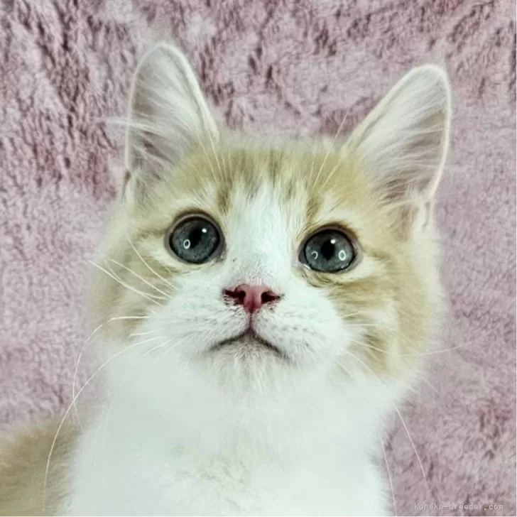 ID:2506-03646の子猫