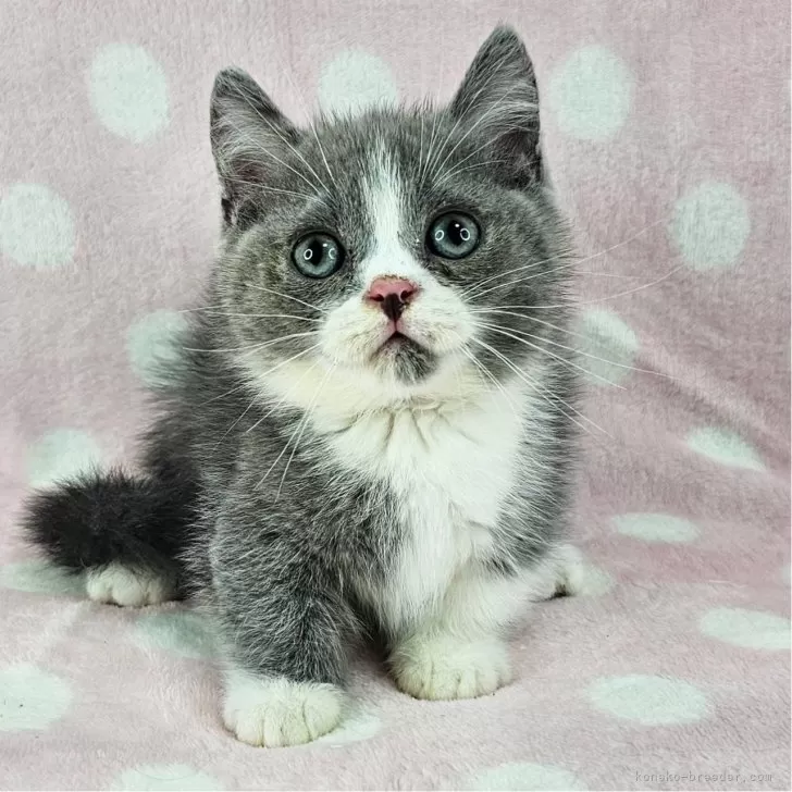 マンチカン(短足)【千葉県・男の子・2025年8月5日・ブルー&amp;ホワイト】の写真1