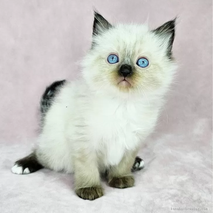 ID:2501-01107の子猫