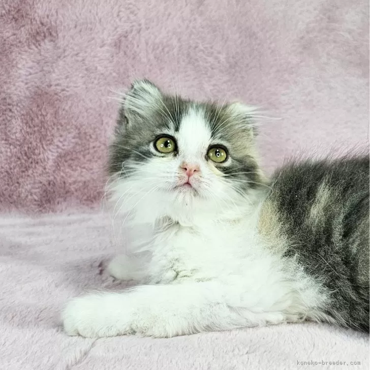 ID:2501-00907の子猫