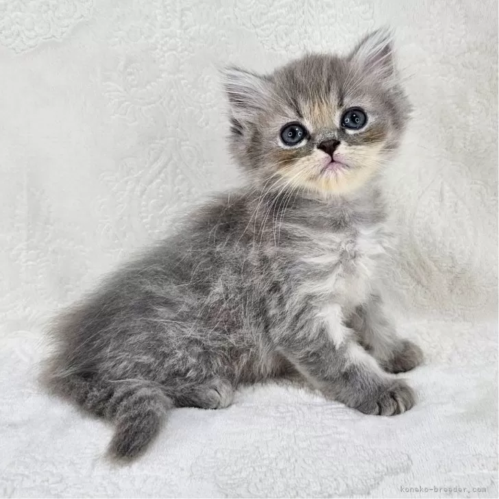 ID:2505-01084の子猫