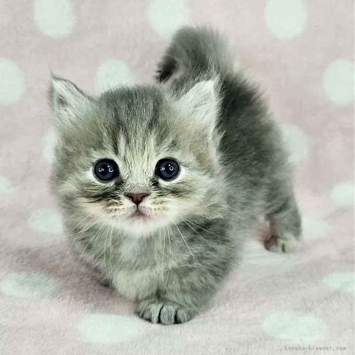 ID:2503-01866の子猫