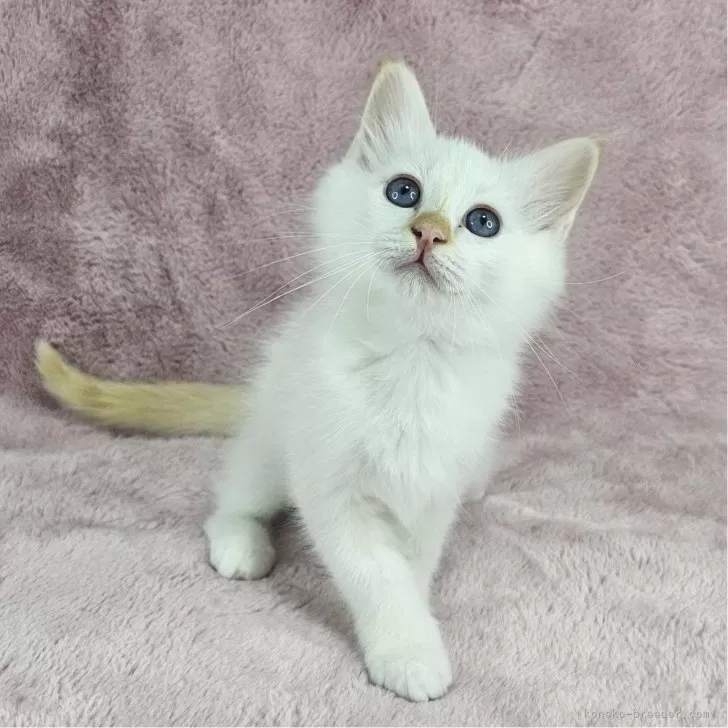 ID:2507-02106の子猫