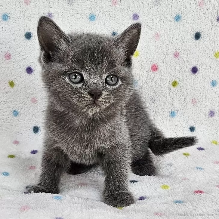 ID：2504-01804の子猫