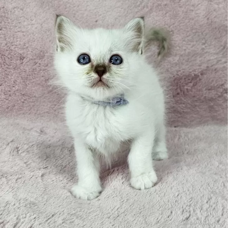 ID:2507-02108の子猫