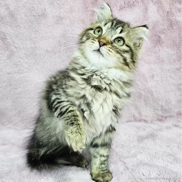 ID:2501-02625の子猫