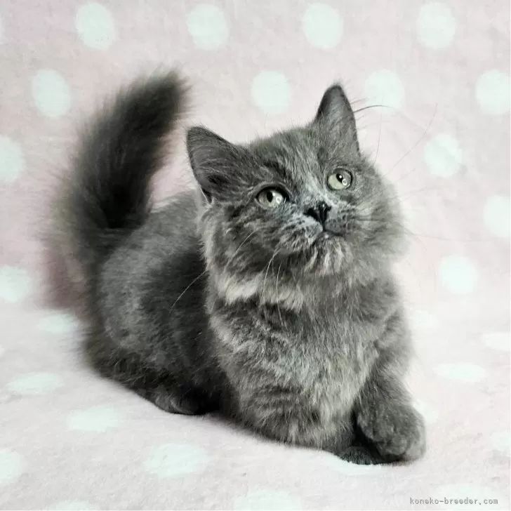 ID：2505-01087の子猫