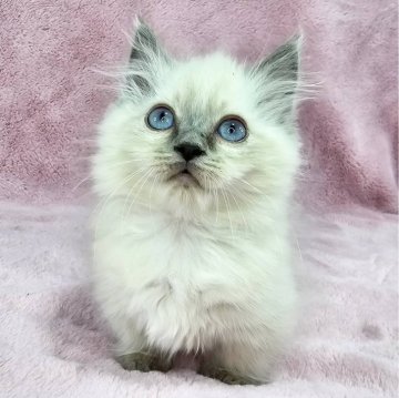 マンチカン(短足)【千葉県・男の子・2024年11月27日・ブルーポイント（長毛）】の写真「超短足のイケにゃん♡」