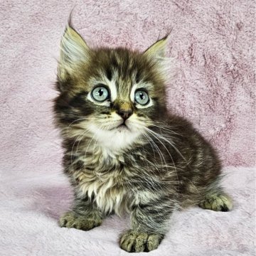 マンチカン(短足)【千葉県・女の子・2025年2月1日・ブラウンマッカレルタビー（長毛）】の写真「短足ちゃん♡」